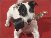 Dave the dog with an oscar
