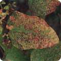 Rust on hypericum leaf