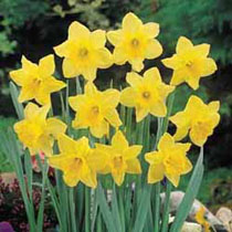 Narcissus 'Carlton'