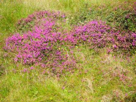 Blooming Berneray Heather