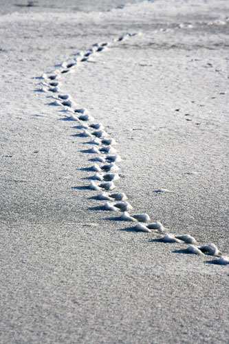 tracks by mark philpott