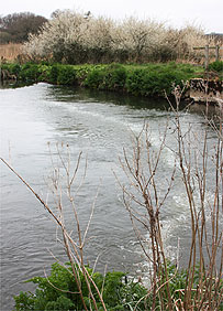 Salmon at East Stoke