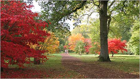 Westonbirt c/o Westonbirt Arboretum and Hugh Angus
