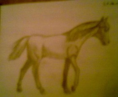 A horse