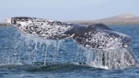 Gray Whale by Steven Swartz