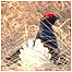 Grouse