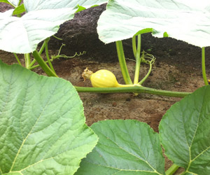 pumpkin fruit just set