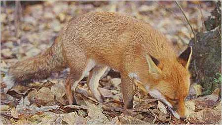 Fox c/o RSPB images Robert Glendell