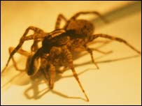Aranha