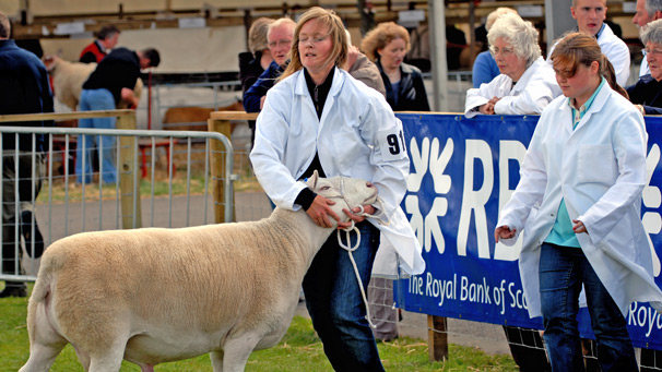 Iain D Johnston's strong Berrichon du Cher gives the handler a few problems in the Ewe Lamb class.