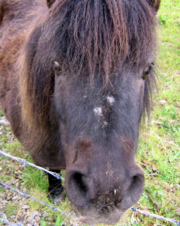 Shetland Pony