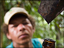 Paulo collects copaiba oil