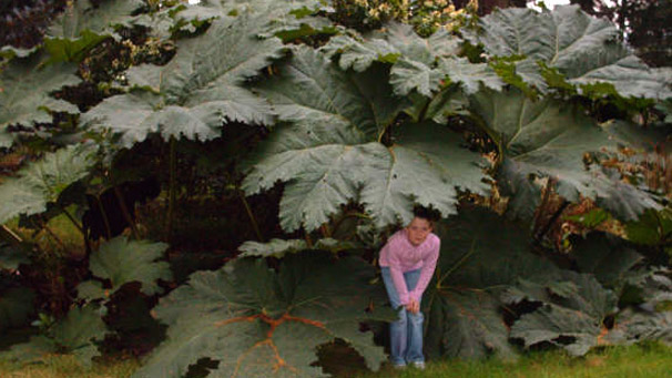 A girl sheltering under a large plant in a Botanical garden