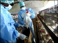 معاينه طيور