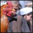 د چرګانو ټوغکی