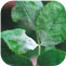 Powdery mildew