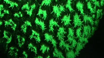 Flourescent coral