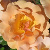 Rosa 'Gardland's Gold'