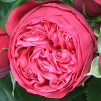 Rosa 'Hope and Glory'