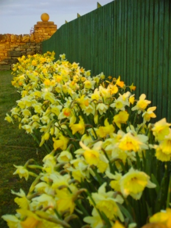 Daffodils at Nunton, Benbecula
