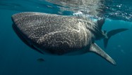 Whale Shark