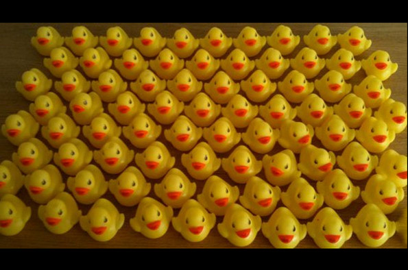 79 ducks posted by Mari-Clare Bonner