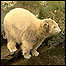 Urso Knut