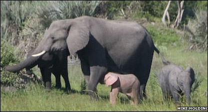 गुलाबी हाथी