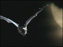 Bat in flight