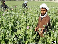Helmand'da bir haşhaş tarlası