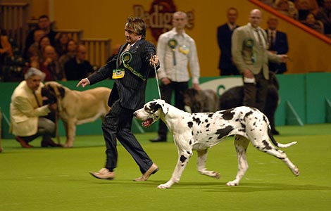Crufts 2006
