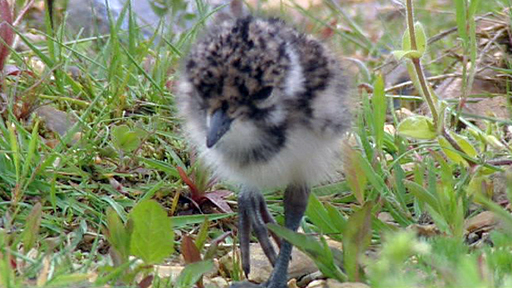 lapwing_chick_mcu01_large.jpg