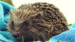 A hedgehog by Gareth