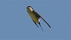 House martin. Photo: Ray