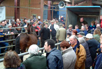 Marchnad anifeiliad, Llanybydder