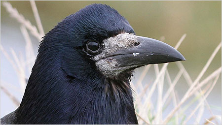 Rook c/o Margaret Holland
