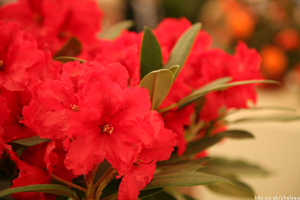 Chelsea Flower Show 2011