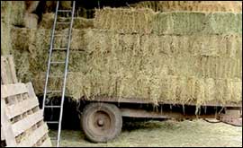 Hay barn and trailer
