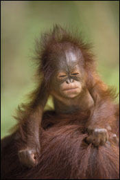 Veolia Environment Wildlife Photographer of the Year 2009 pertence ao Museu de História Natural e à revista BBC Wildlife