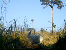 Brazil_deforestation_for_cattle