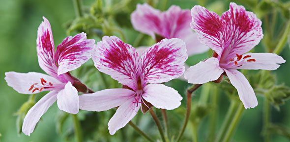 Pelargonium 'Lady Mary'