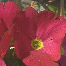 Primula obconica 'Twilly series'