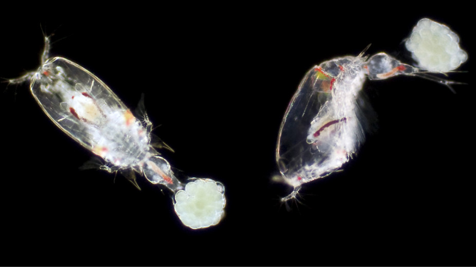 Corycaeus anglicus