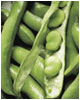 Broad Beans.