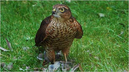 Sparrowhawk c/o Keith Jones