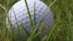 Golf ball in the rough