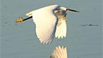 Little egret. Photo: Hurriance Harold