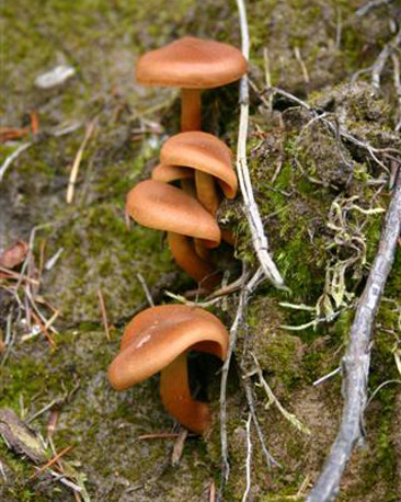 Fungi (courtesy of Claire Sharp)