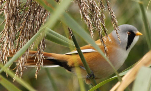 photo of bearded tit, copyright of Anne Tigue from the Autumnwatch Flickr group