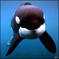 Orca